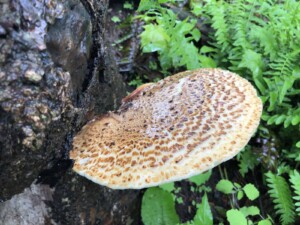 Mushrooms - Dryad’s Saddle (Polyporus squamosus) - (Photo by Erich Boenzli)