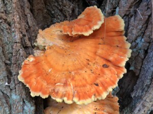 Mushrooms - Chicken of the Woods (Laetiporus sulphureus) - (Photo by Erich Boenzli)