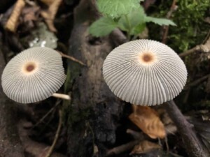 Mushrooms - Unknown to me Species (Photo by Erich Boenzli)