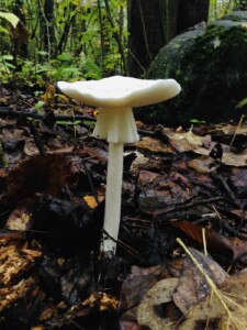 Mushrooms - The deadly Destroying Angel (Amanita virosa) - (Photo by Erich Boenzli)