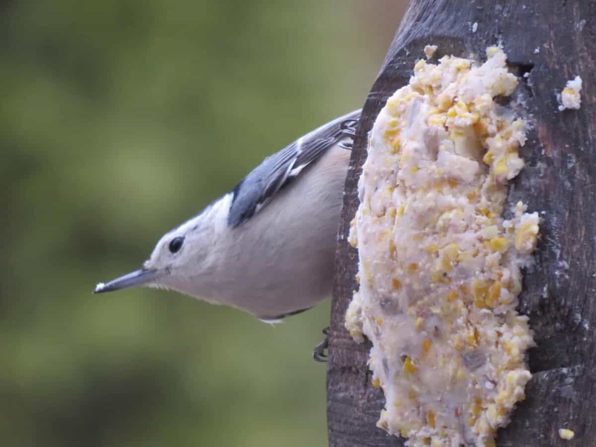 White-breasted nuthatch at suet feeder.