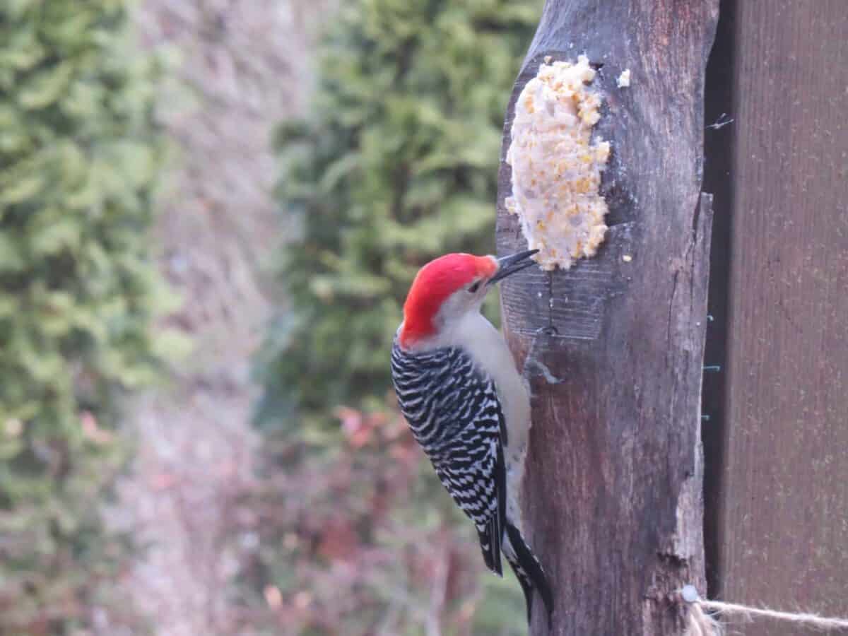 Red-bellied woodpecker enjoying the suet.