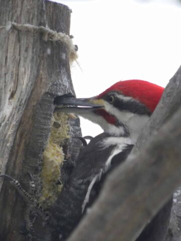 Pilated woodpecker