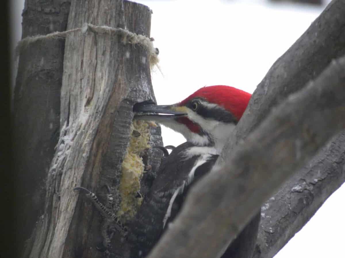 Pilated woodpecker, feed the birds.