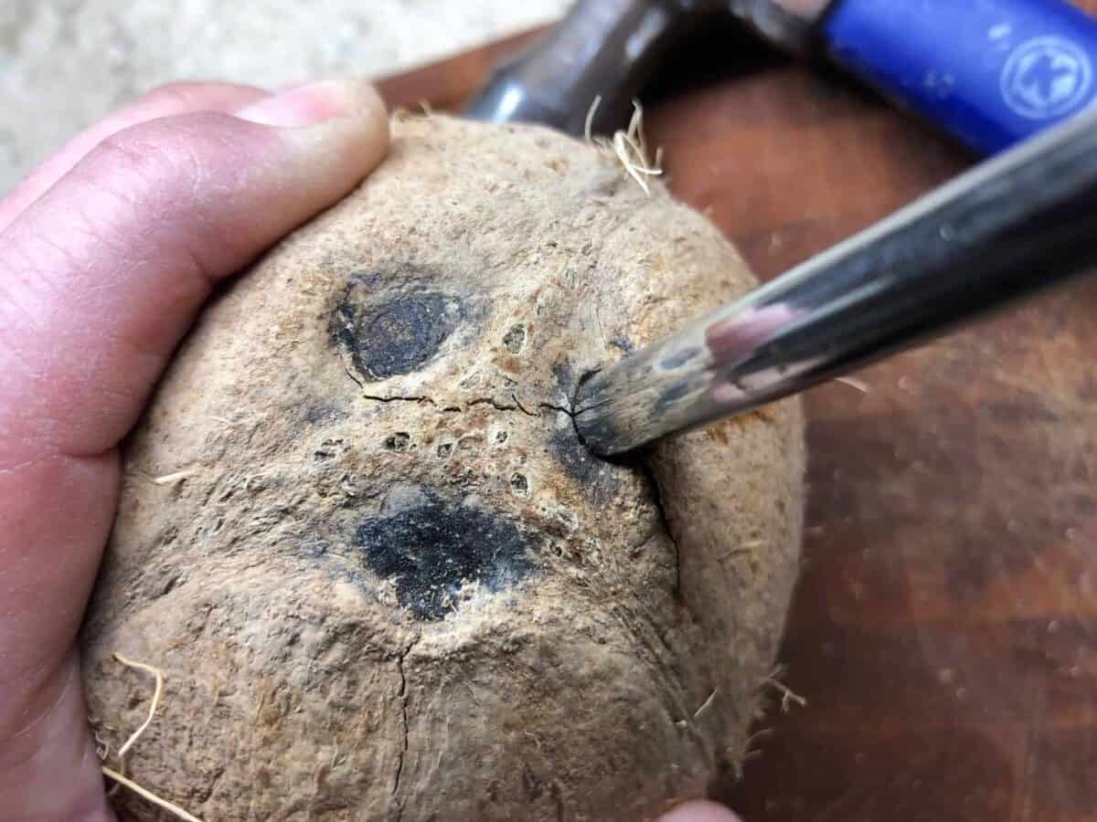 Making the holes in the coconut.