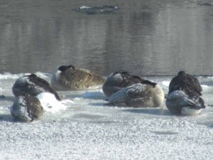 How do birds stay warm in winter? - Canada Goose (Branta canadensis), in sub-freezing temperatures (Photo by Erich Boenzli)