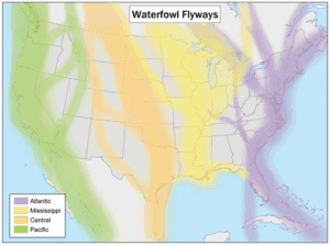 How do birds stay warm in winter? - Waterfowl flyways