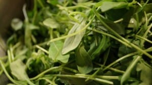 How to grow salad greens - Arugula