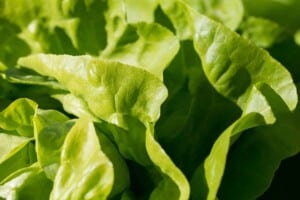 How to grow salad greens - Buttercrunch lettuce