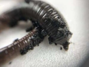 Common Earthworm (Lumbricus terrestrial) - (Photo by Erich Boenzli)