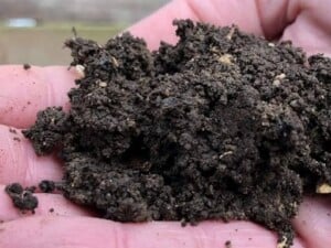 Earthworm - Compost, aka “black gold” (Photo by Erich Boenzli)