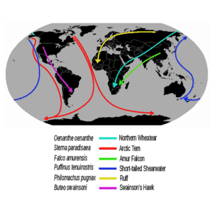 Bird Migration - Migration routes of a few selected long-distance migratory birds (Source: author L. Shyamal)