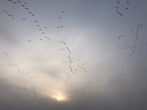 Bird Migration - Snow Geese (Chen caerulescens) on the move (Photo by Erich Boenzli)