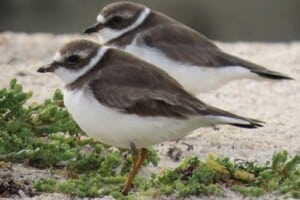 Bird Migration - Semipalmated Plover (Charadrius semipalmatus) at their wintering grounds (Photo by Erich Boenzli)