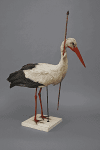 Bird Migration - White Stork (Ciconia ciconia) with arrow through neck (Source: Zoologische Sammlung der Universität Rostock)