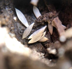 How to grow salad greens - Lettuce seeds in the ground (Photo by Erich Boenzli)