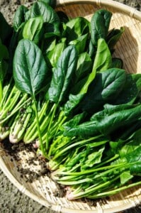 How to grow salad greens - Spinach