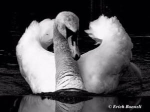 Go Birding - Mute Swan (Cygnus olor) - (Photo by Erich Boenzli)