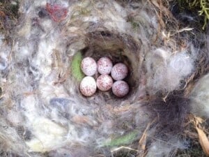 Go Birding - Carolina Chickadee (Poecile carolinensis) eggs - (Photo by Erich Boenzli)