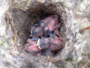Go Birding - Freshly hatched Carolina Chickadees (Poecile carolinensis) - (Photo by Erich Boenzli)