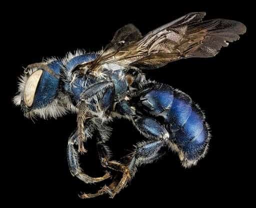 Mason bee.