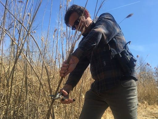 Erich gathering some phragmites.