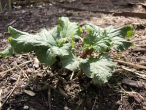 Growing rhubarb (Photo Erich Boenzli)