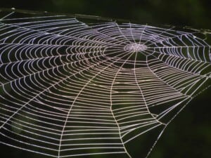 Garden Spiders - Orb-weaver web (Photo Erich Boenzli)