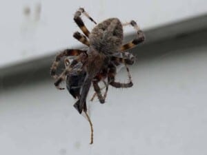Garden Spiders - Hentz Orb-weaver (Neoscona crucifera) wrapping up prey (Photo Erich Boenzli)