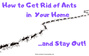 How to get rid of ants