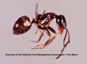 How to get rid of ants - Argentine Ant