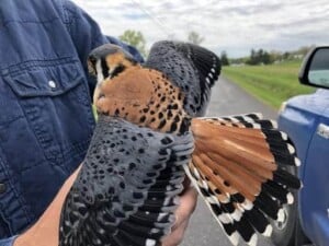 How Birds Use Colors and Patterns to Attract Mates and Avoid Predators - Male American Kestrel (Falco sparverius) - (Photo by Erich Boenzli)