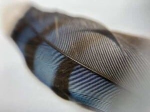 How Birds Use Colors and Patterns to Attract Mates and Avoid Predators - Feather from a Blue Jay (Cyanocitta cristata) - (Photo by Erich Boenzli)