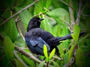 How Birds Use Colors and Patterns to Attract Mates and Avoid Predators - Boat-tailed Grackle (Quiscalus major) - (Photo by Erich Boenzli)