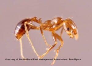 How to get rid of ants - Fire Ant