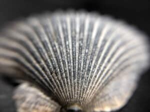 iPhone Camera Accessory - Scallop (Photo by Erich Boenzli)