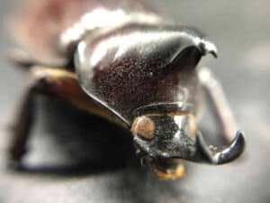 iPhone Camera Accessory - Rhinoceros Beetle (Photo by Erich Boenzli)