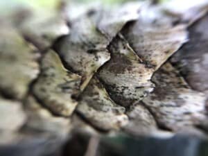 iPhone Camera Accessory - Pinecone (Photo by Erich Boenzli)