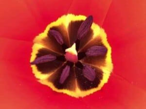 iPhone Camera Accessory - Tulip (Photo by Erich Boenzli)