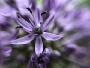 iPhone Camera Accessory - Allium (Photo by Erich Boenzli)