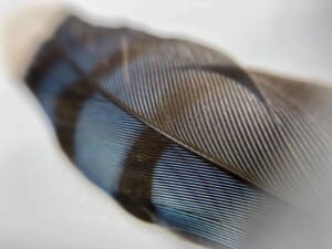 iPhone Camera Accessory - Blue Jay Feather (Photo by Erich Boenzli)