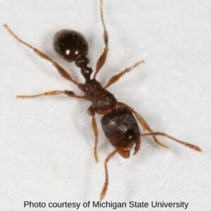 How to get rid of ants - Pavement Ant