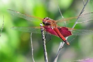 Walking - Male Red Saddlebag (Tramea onusta) - (Photo by Erich Boenzli)