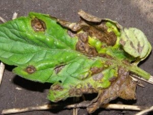 Tomatoes - Early Blight (Image courtesy of University of Minnesota Extension)