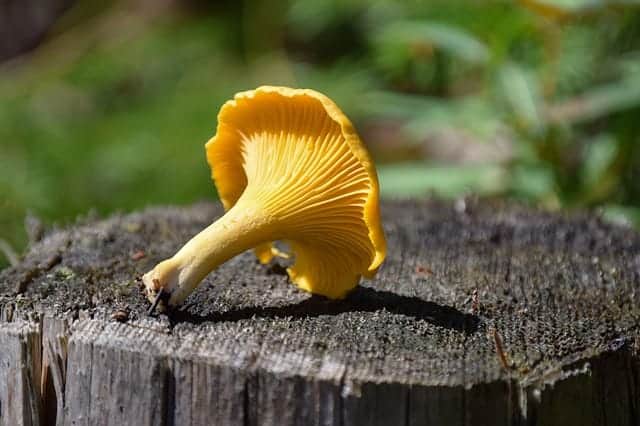 Chanterelle with forked folds or wrinkles on the stem, which extend onto the underside of the cap.