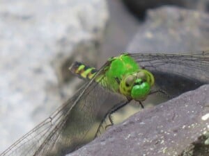 Dragonfly - Female Eastern Pondhawk (Erythemis simplicicollis) - (Photo Erich Boenzli)