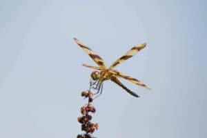 Dragonfly - Halloween Pennant (Celithemis eponina) - (Photo by Erich Boenzli)