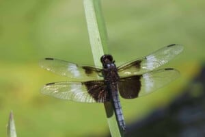 Dragonfly - Widow Skimmer (Libellula luctuosa) - (Photo by Erich Boenzli)