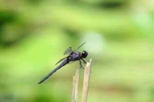 Dragonfly - Slaty Skimmer (Libellula incesta) - (Photo by Erich Boenzli)