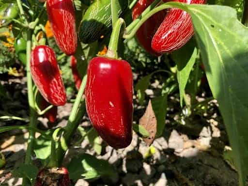 Fully ripe jalapeños.